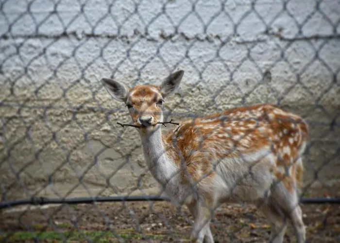 Oasi Pensionat Káto Loutrákion